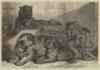 Léopards et tigresse récemment ajoutés à la collection de la Société zoologique, Regent